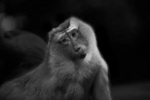 Monkey titled Stare Stock Photos