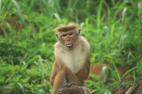 Monkey with tongue out Stock Photos