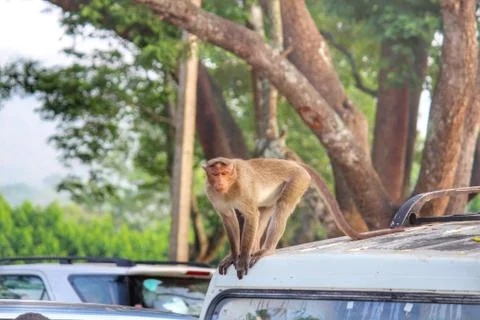 Monkey on top of the car 스톡 사진