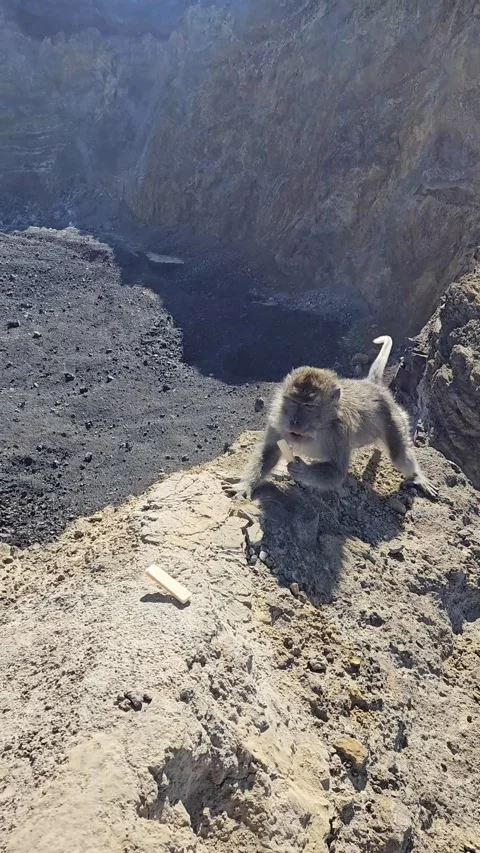 Monkey on the top of Mount Agung, Bali, Indonesia. Stock Footage 280251157