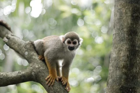 Monkey on top of a tree branch Stock Photos