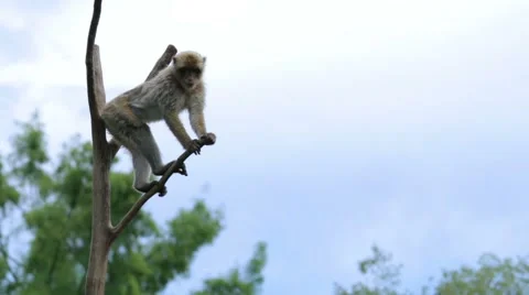 Monkey on Top of a Tree Stock Footage 65786089