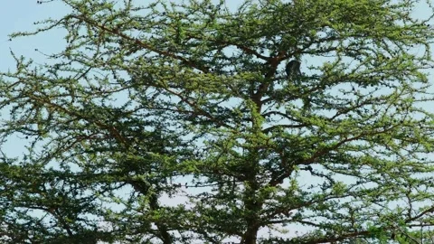 A monkey on top of the tree-Vachellia tortills Stock Footage 163984668