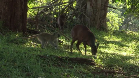 Monkey touches duiker. Vídeos de archivo 63749672