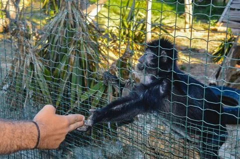 Monkey touching human hand behind fence at Attica Zoo Athens, Greece. Foto stock