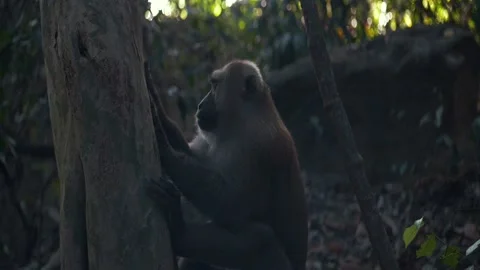 Monkey touching a tree Stock-Footage 233401929