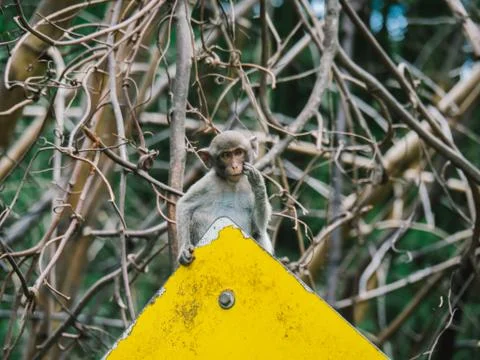 Monkey is on the traffic sign Stock Photos