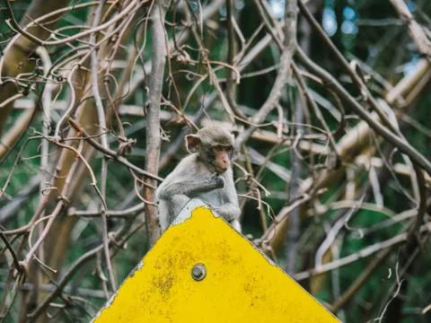Monkey is on the traffic sign Stock Photos