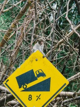 Monkey is on the traffic sign Stock Photos