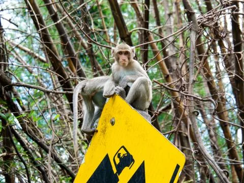 Monkey is on the traffic sign Stock Photos