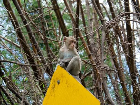 Monkey is on the traffic sign Stock Photos