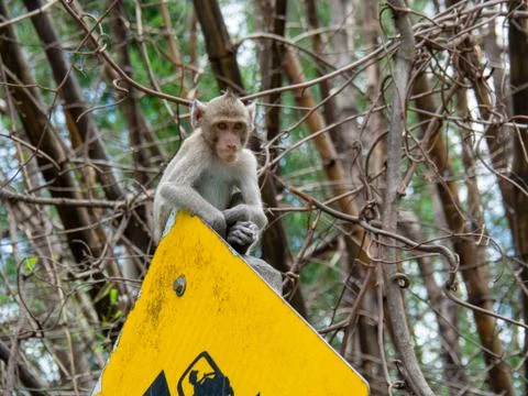 Monkey is on the traffic sign Stock Photos