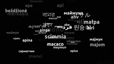 Monkey Translated in 71 Worldwide Languages Endless Looping 3d Zooming Wordcl Stock-Footage 145204733