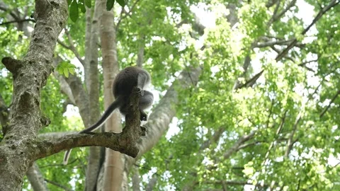 Monkey up in a tree 35 Stock Footage 260181027