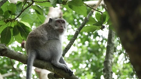 Monkey in a tree 45 Stock Footage 260181004