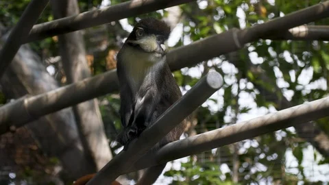 Monkey In Tree 4K Stock Footage 88369704