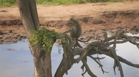 Monkey in a tree - African Safari - Taita Hills Stock Footage 28902292