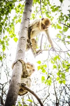 Monkey on tree branch during daytime Stock Photos