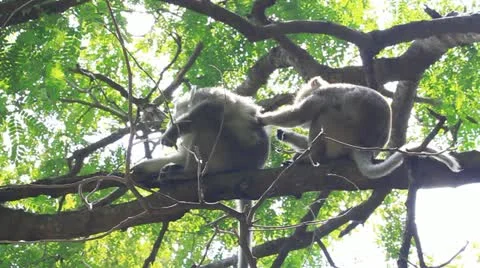 Monkey on tree branch Stock Footage 12440640