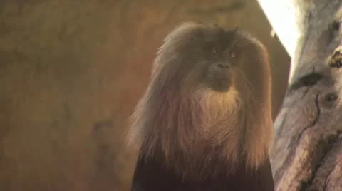 Monkey On Tree Branch Stockbeeldmateriaal 19054775