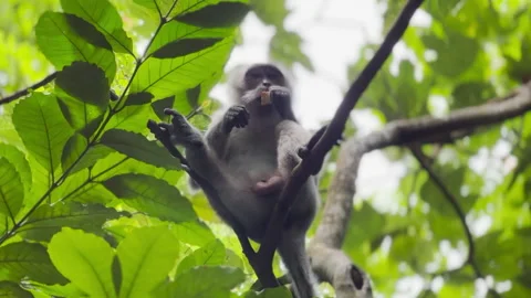 Monkey on tree branch munching and eating and climbing Stock Footage 219940831