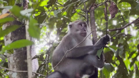 Monkey on tree branch munching, eating, climbing, jumping, swinging Stock Footage 219939010