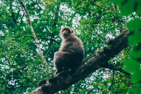 A monkey on a tree branch Stock Photos