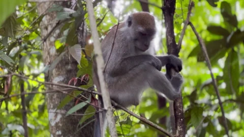 Monkey on tree branch pissing urine munching nuts in jungle Stockbeeldmateriaal 219938469