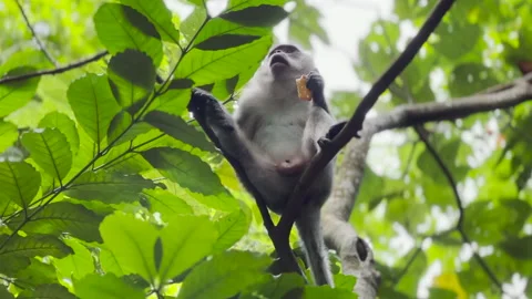 Monkey on tree branch pissing urine munching eating biscuit Stock Footage 219939946