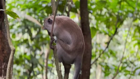 Monkey on a tree branch swinging to another tree looking around in the jungle Stock Footage 219970006