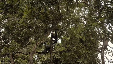 Monkey on tree branch in tropical forest Stock Footage 102649790