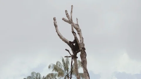 Monkey on tree branch in tropical forest Video stock 102769559