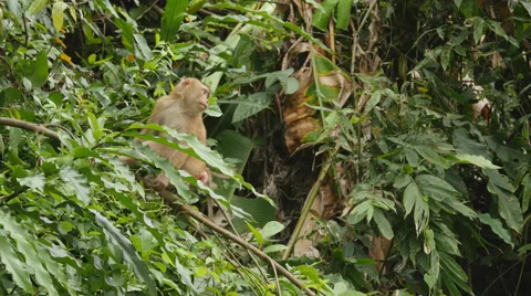 Monkey on Tree Branch in wilderness Stock-Footage 56740359