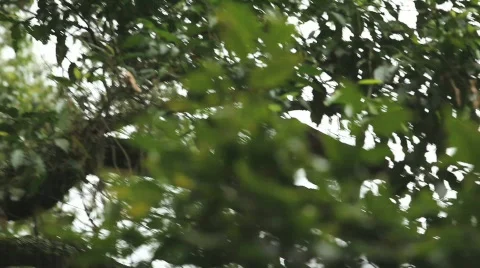 Monkey on Tree Branches in Africa Stock Footage 685960