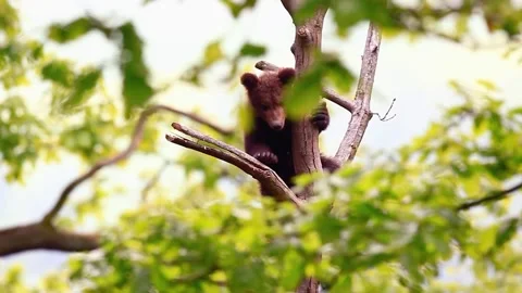 Monkey in Tree Branches Video stock 310855471