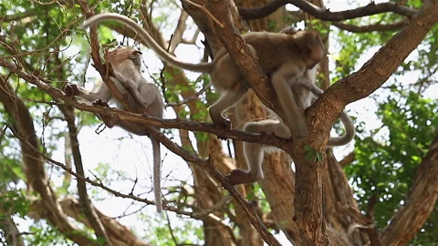 A monkey on a tree can be a lively and playful sight. Stock Footage 240781753