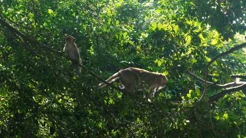 Monkey on the tree in Cat Ba vietnam monkey island Video stock 132527492