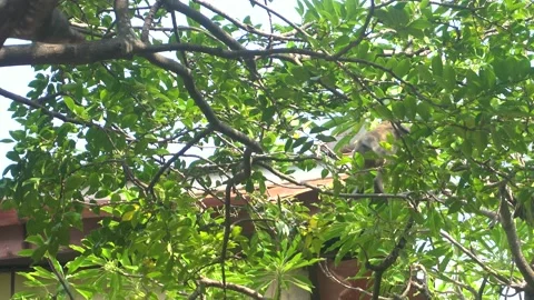 Monkey on the tree in Cat Ba vietnam monkey island Video stock 132527673