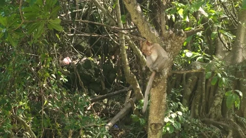 Monkey on the tree in Cat Ba vietnam monkey island Video stock 132527846