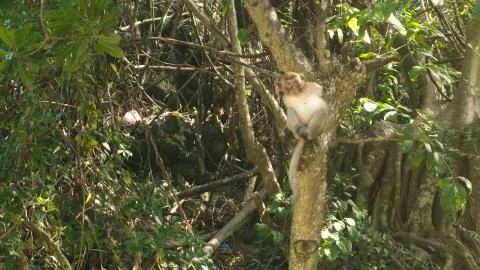 Monkey on the tree in Cat Ba vietnam monkey island Stock Photos