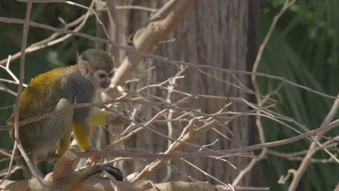 Monkey in tree chewing on food Stock Footage 267040167