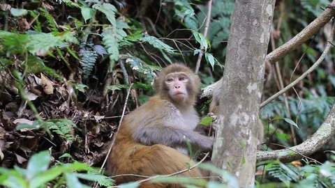 Monkey in a Tree in China Stock Footage 121194765