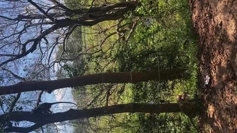 A monkey on a tree in the city. A monkey in the wild Stock Footage 274666257