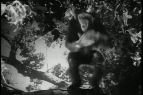 Monkey in tree clapping Видео 11349129