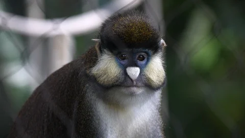 Monkey In Tree Close Up 4K Stock Footage 88454948