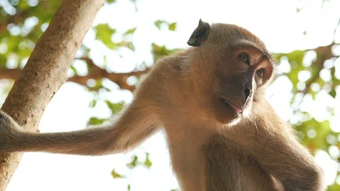 Monkey on the tree close up Stock Footage 106345356