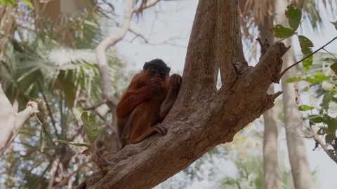 A monkey on a tree eating nuts Stock Footage 304397866