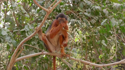 Monkey on a tree eating peanuts given by a man Stock Footage 304398551