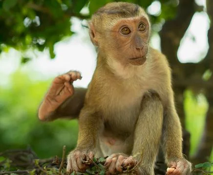 A monkey on a tree eats a nut Stock Photos