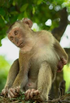 A monkey on a tree eats a nut Stock Photos